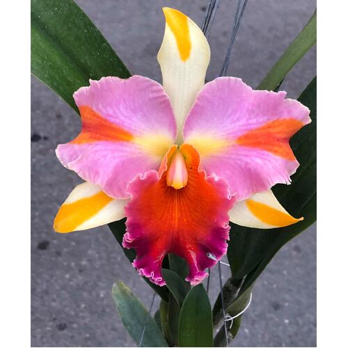 Rhyncholaeliocattleya Amazing Thailand 'Rainbow'