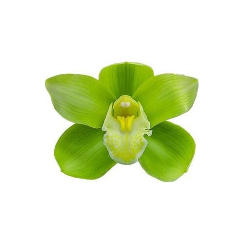Cymbidium Baltic Glacier 'Mint Ice'