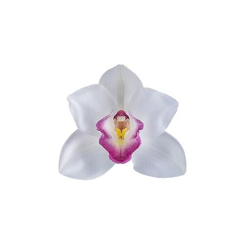 Cymbidium White Madam