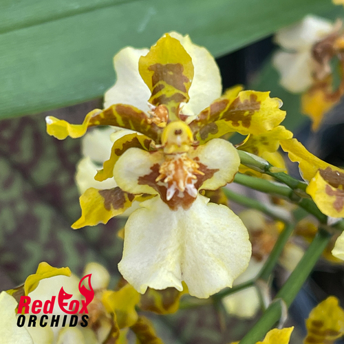 Oncidium Golden Anniversary