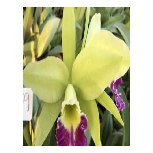 Rhyncholaeliocattleya Greenwich
