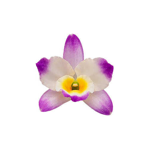 Dendrobium Bright Eyes
