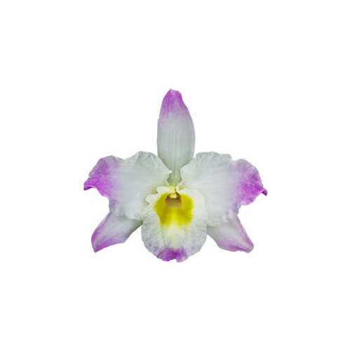 Dendrobium Spring Dream 'Kumiko'