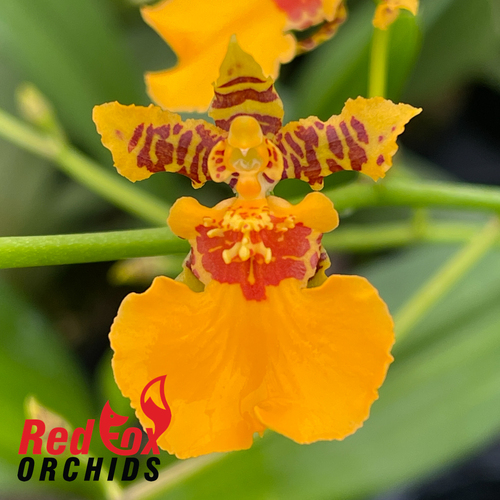 Oncidium Gower Ramsey 'Orange Delight'