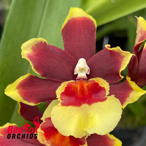 Burrageara 'Deuce'