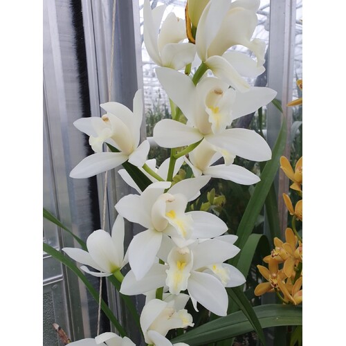 Cymbidium 'Pure Delight'