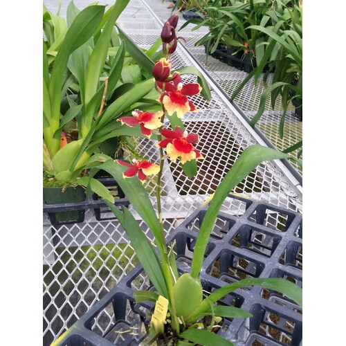 Burrageara 'Mandingo'