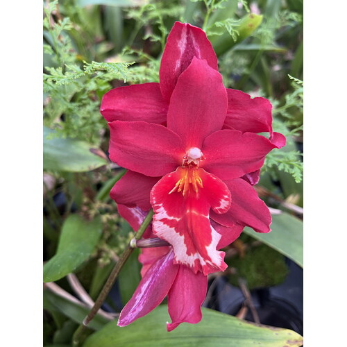 Vuylstekeara Senorita Roja