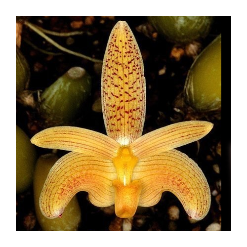 Bulbophyllum palawanense