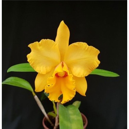 Rhyncholaeliocattleya Suzuki's Premiere