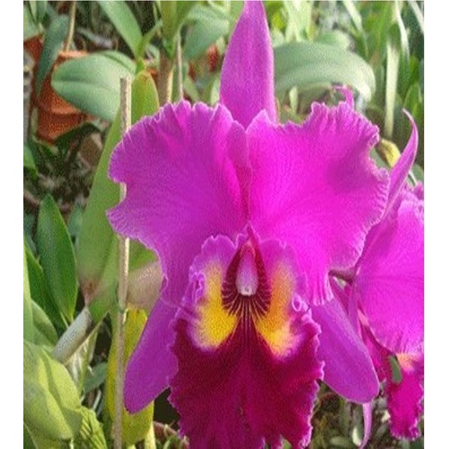 Rhyncholaeliocattleya Sunset Color Chart 'Red Rose'