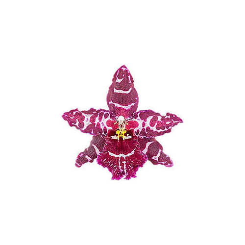 Oncostele Stirbic 'Favourite'