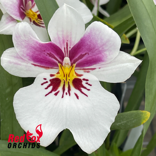 Miltoniopsis Princess Diana 'HOF'
