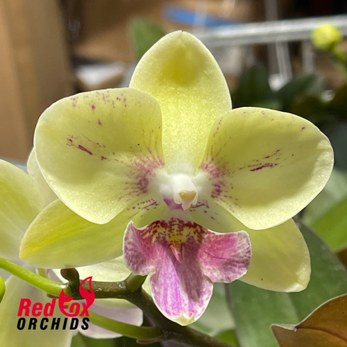 Phalaenopsis Allura 'Zaphira'