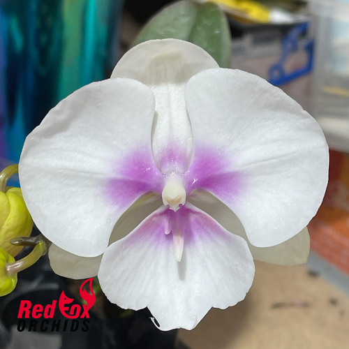 Phalaenopsis Lollipop