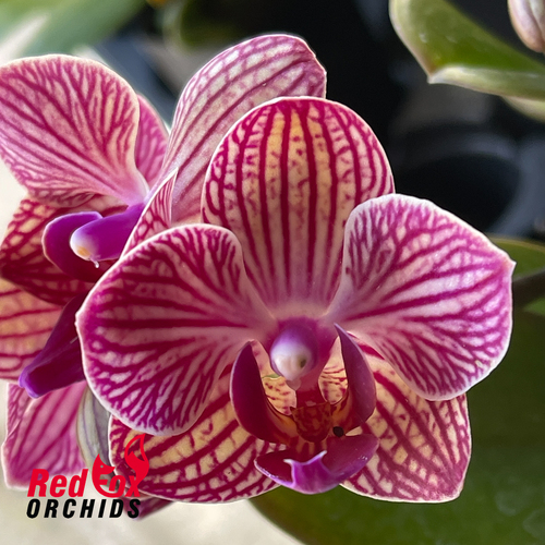 Phalaenopsis Orange Soda