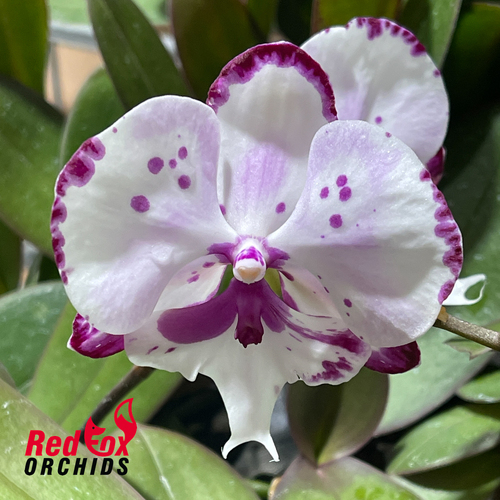 Phalaenopsis Kingcar Dalmation