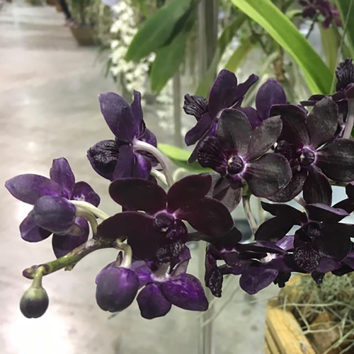 Rhyncovanda Colmarie