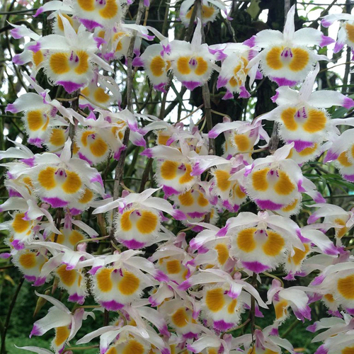 Dendrobium devonianum