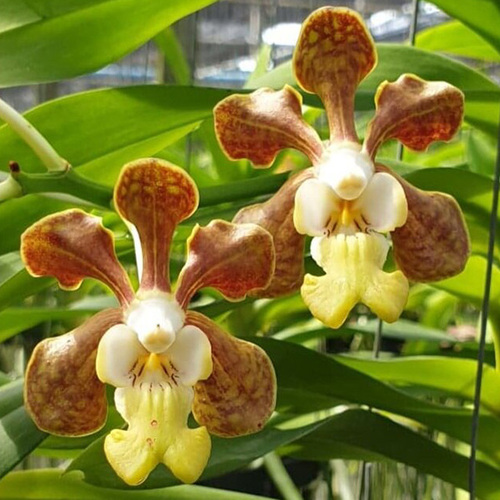 Vanda brunnea