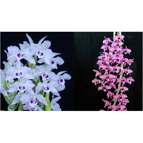 Dendobium parishii Var. coerulea x anosmum