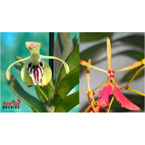 Vanda cristata x Renanthera vietnamense