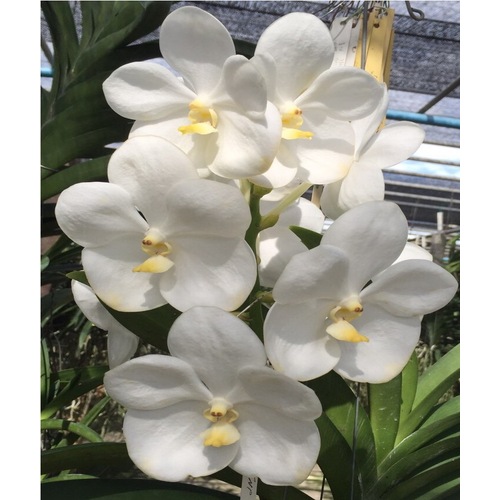 Vanda Nopporn White Diamond