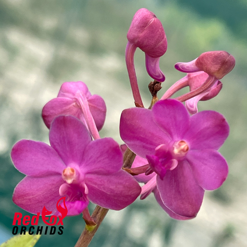 Vanda Pine Rivers 'Pink'