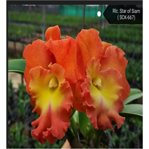 Rhyncholaeliocattleya Star Of Siam