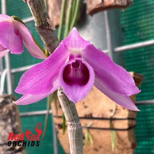 Dendrobium magnificum