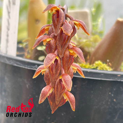 Bulbophyllum careyanum