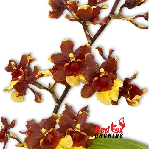 Oncidium Sharry Baby 'Chocolate'