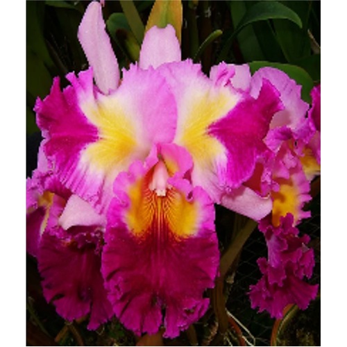 Cattleya Color Guard 'Parade'