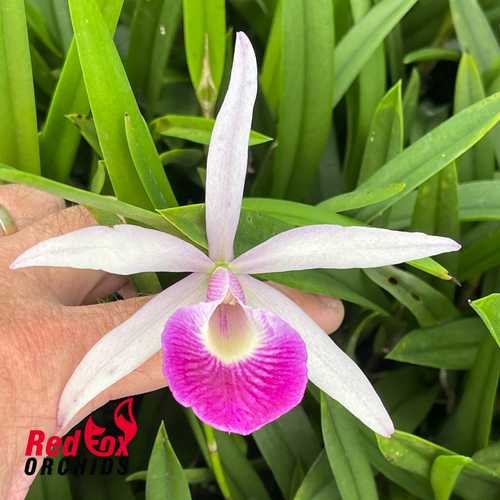 Brassocattleya Yuan Nan Star War