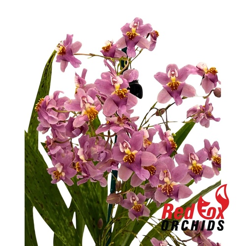 Oncidium Tsiku Marguerite