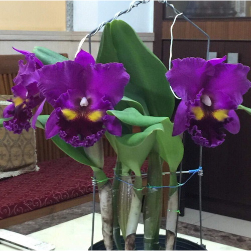 Rhyncholaeliocattleya King of Taiwan 'Kyo Golden Eye #5'