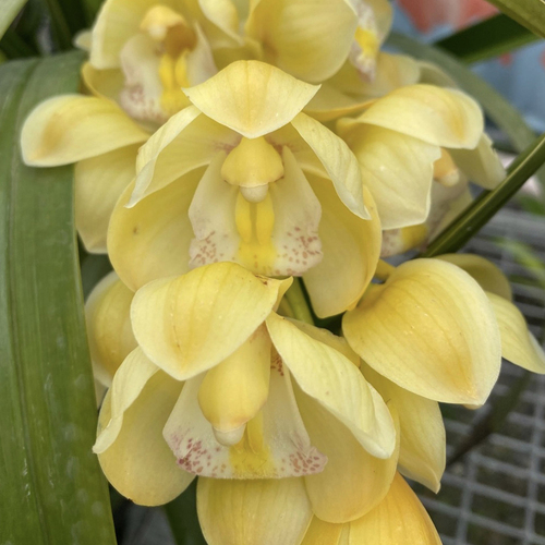 Cymbidium Paradisian Choice 'Dreamer'