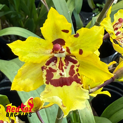 Colmanara Cheeta 'Silver'