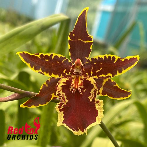 Colmanara Wildcat 'Petite Sirah'