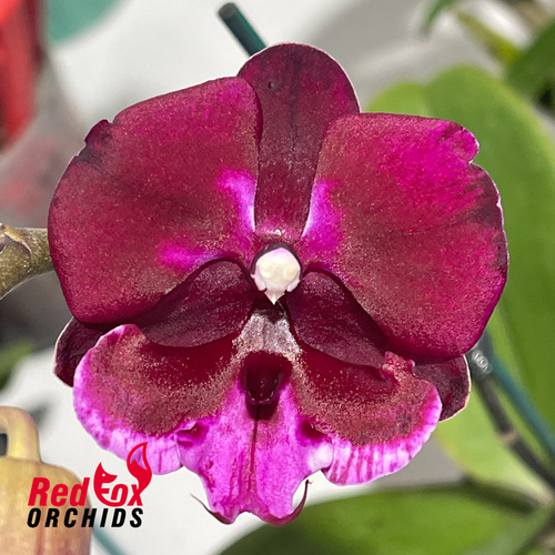 Phalaenopsis Allura 'Dracula'