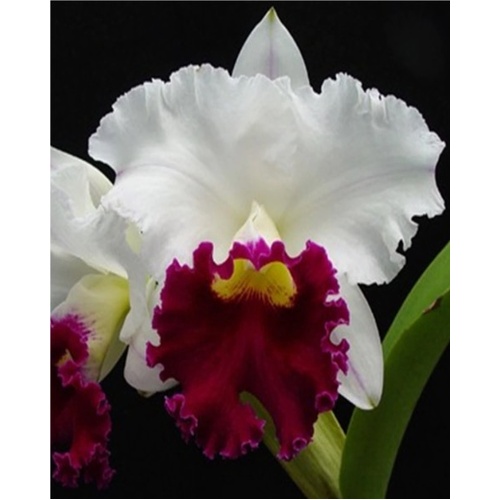 Cattleya Chyong Guu Swan
