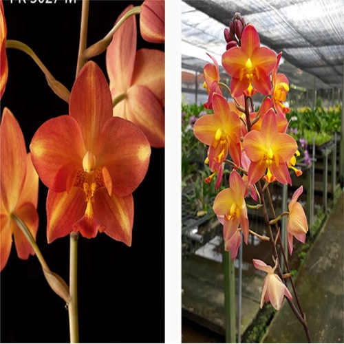 Spathoglottis Sunshine 'Minion'