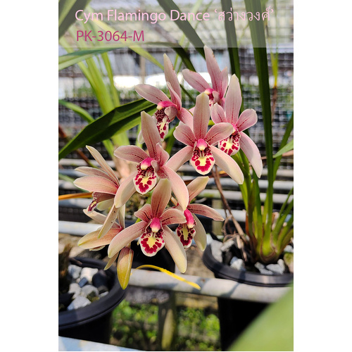 Cymbidium Flamingo Dance 'Wong-Swang'