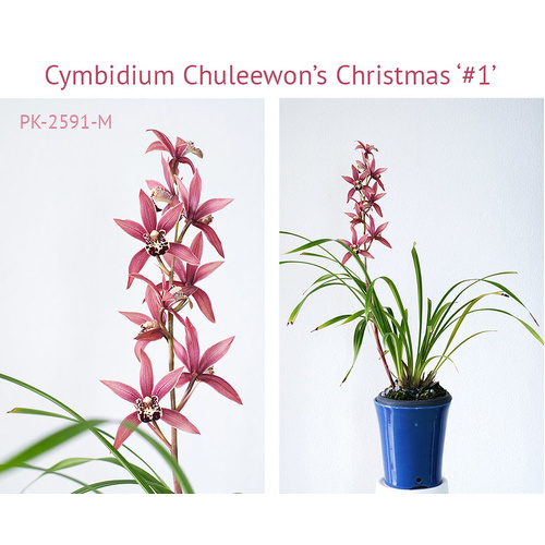 Cymbidium Chuleewon's Christmas '#1'