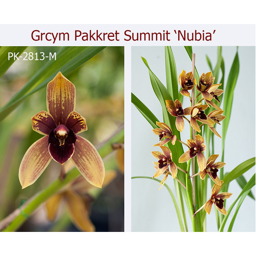Grammatocymbidium Pakkret Summit 'Nubia'