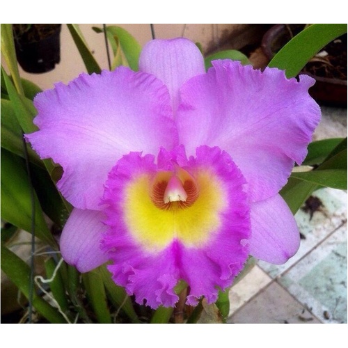 Rhyncholaeliocattleya Mahina Yahiro