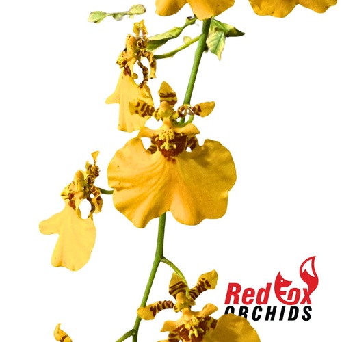 Oncidium Gower Ramsey 'Sunkist'