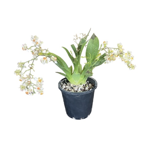 Oncidium Twinkle Chian-Tzy 'Miss Muffet'