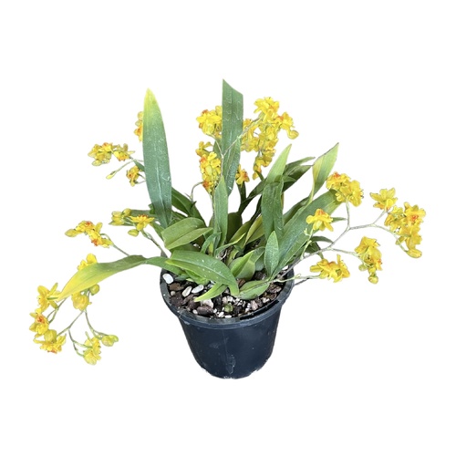 Oncidium Twinkle Chian-Tzy 'Oro'