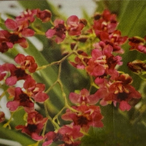 Oncidium Twinkle Chian-Tzy 'Red Girl'